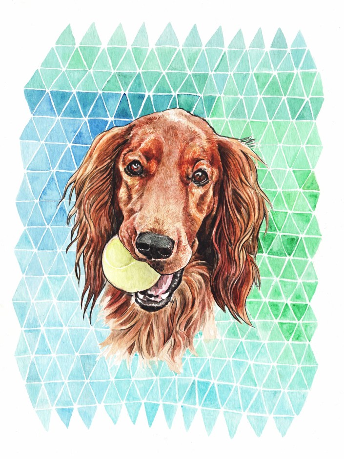 irish setter